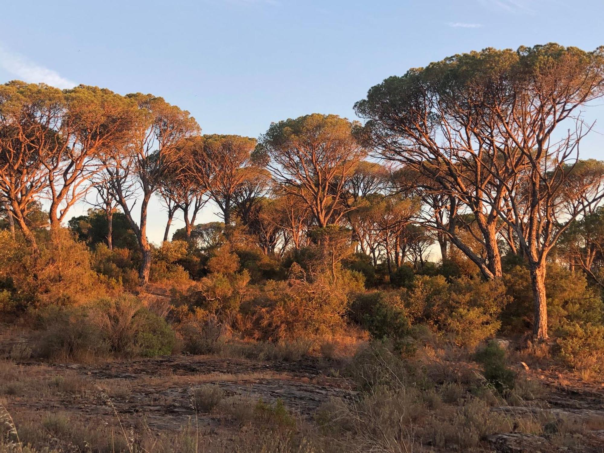 Sous Les Pins Parasols Vidauban Kültér fotó