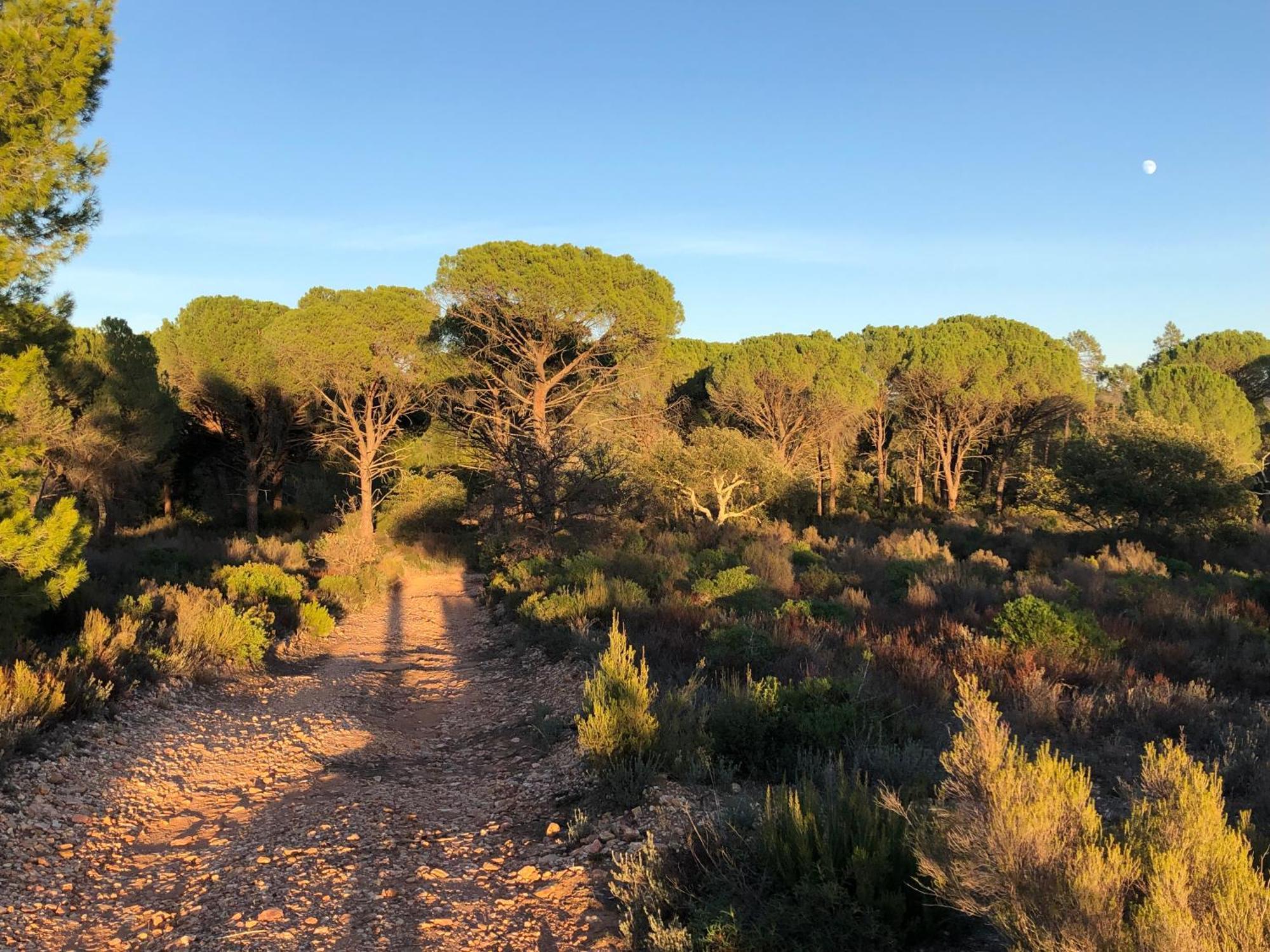 Sous Les Pins Parasols Vidauban Kültér fotó