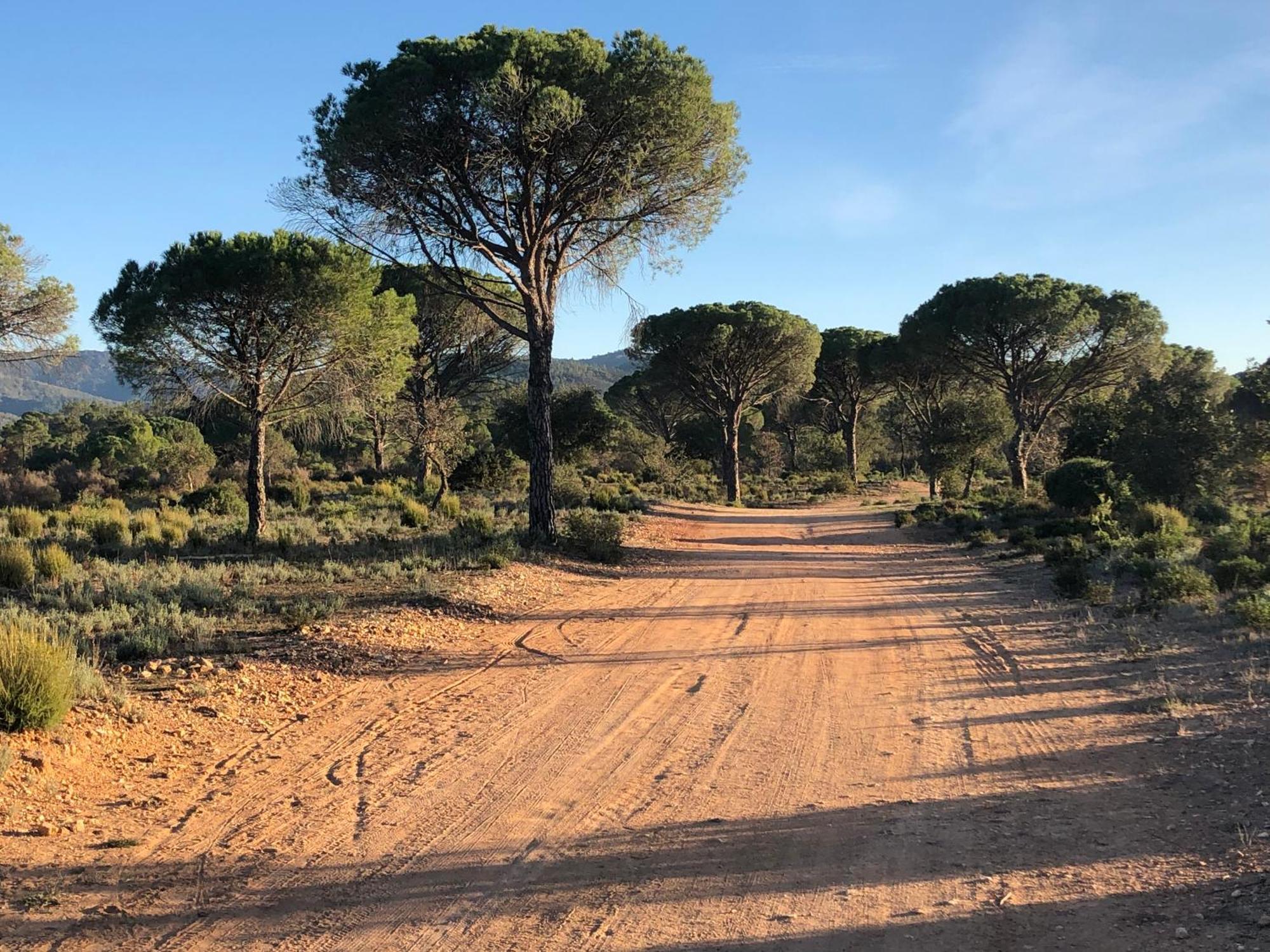 Sous Les Pins Parasols Vidauban Kültér fotó