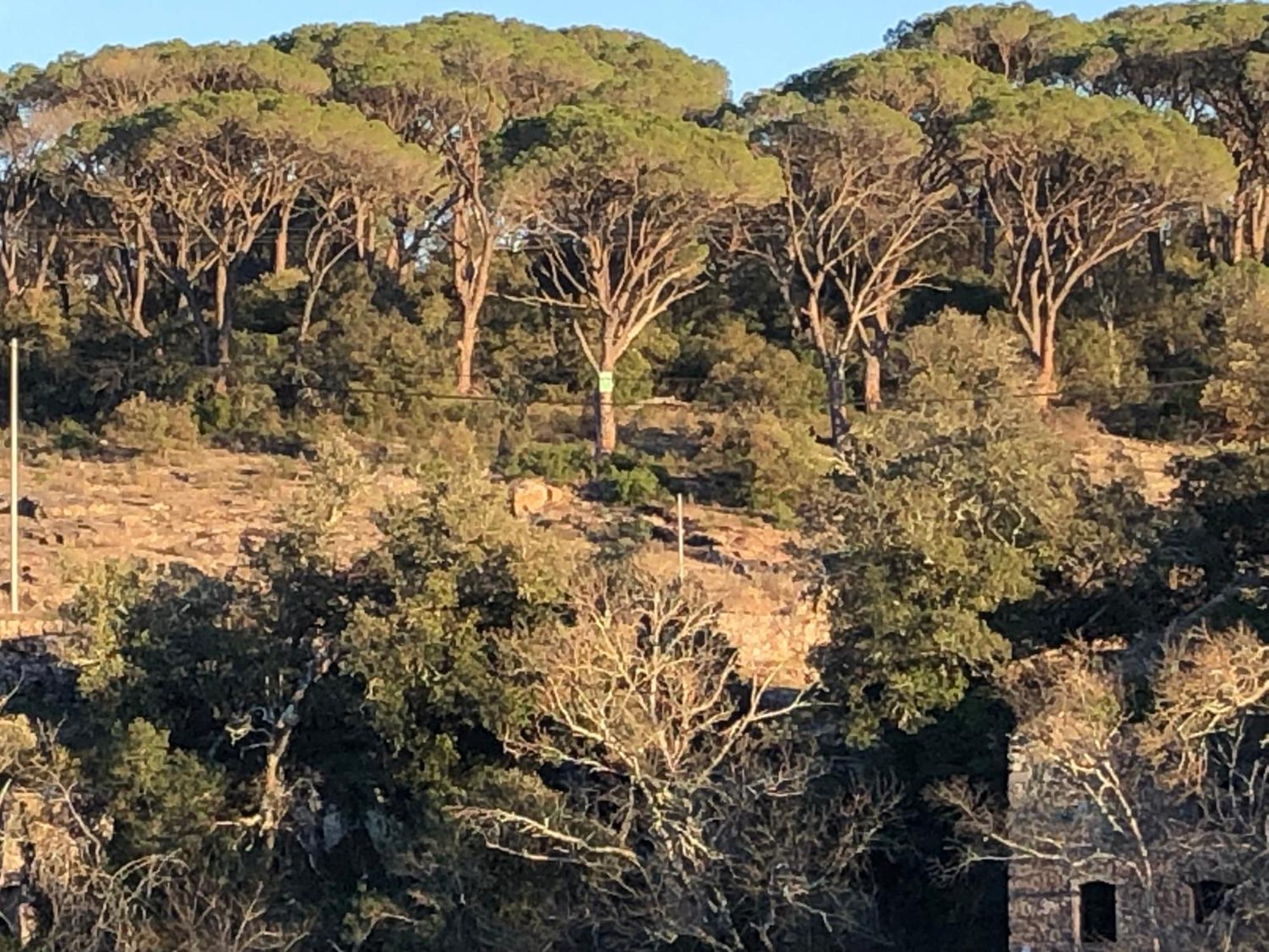 Sous Les Pins Parasols Vidauban Kültér fotó